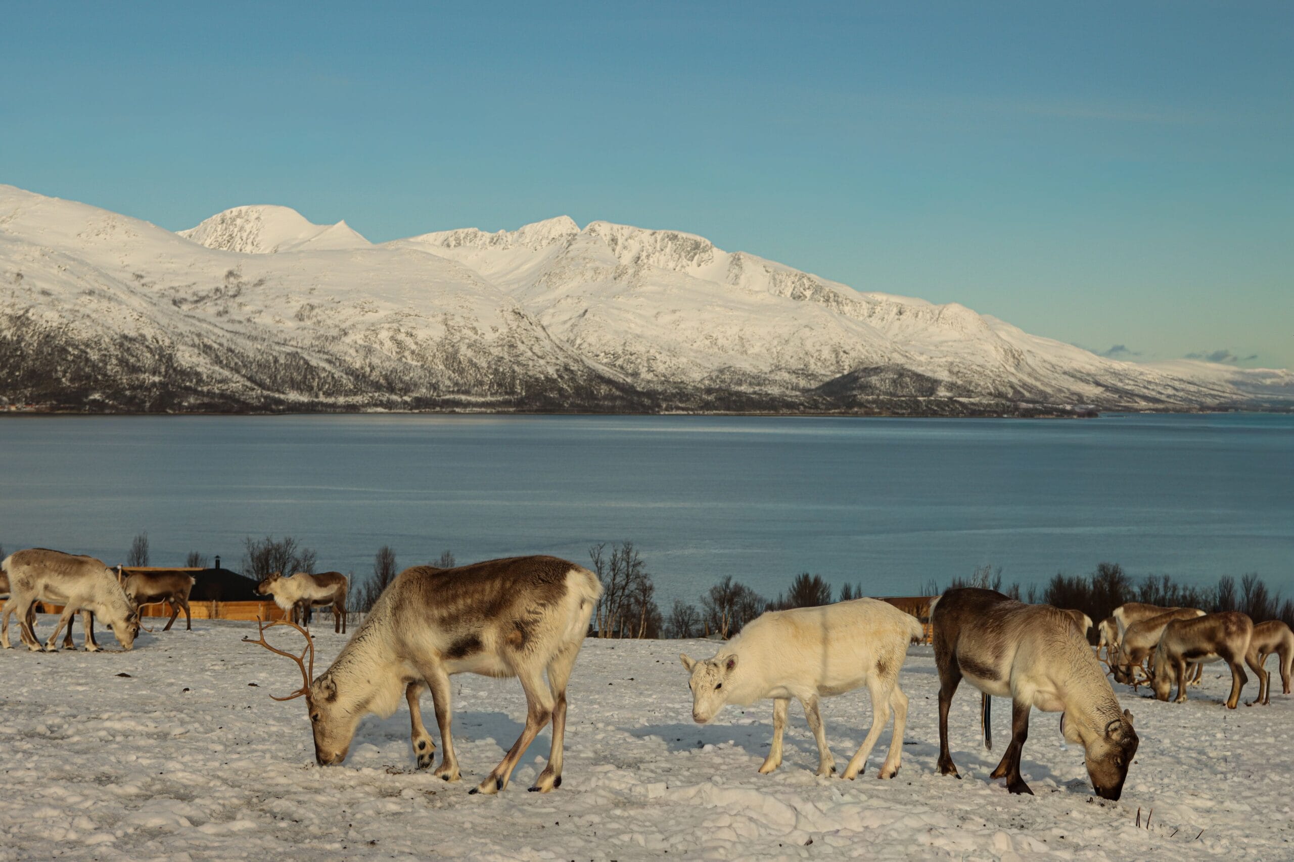 Paseo en trineo tirado por huskies en la nieve