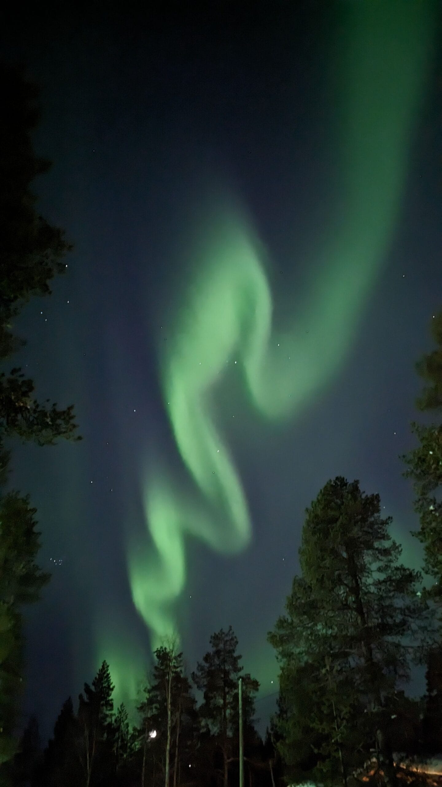 boreal