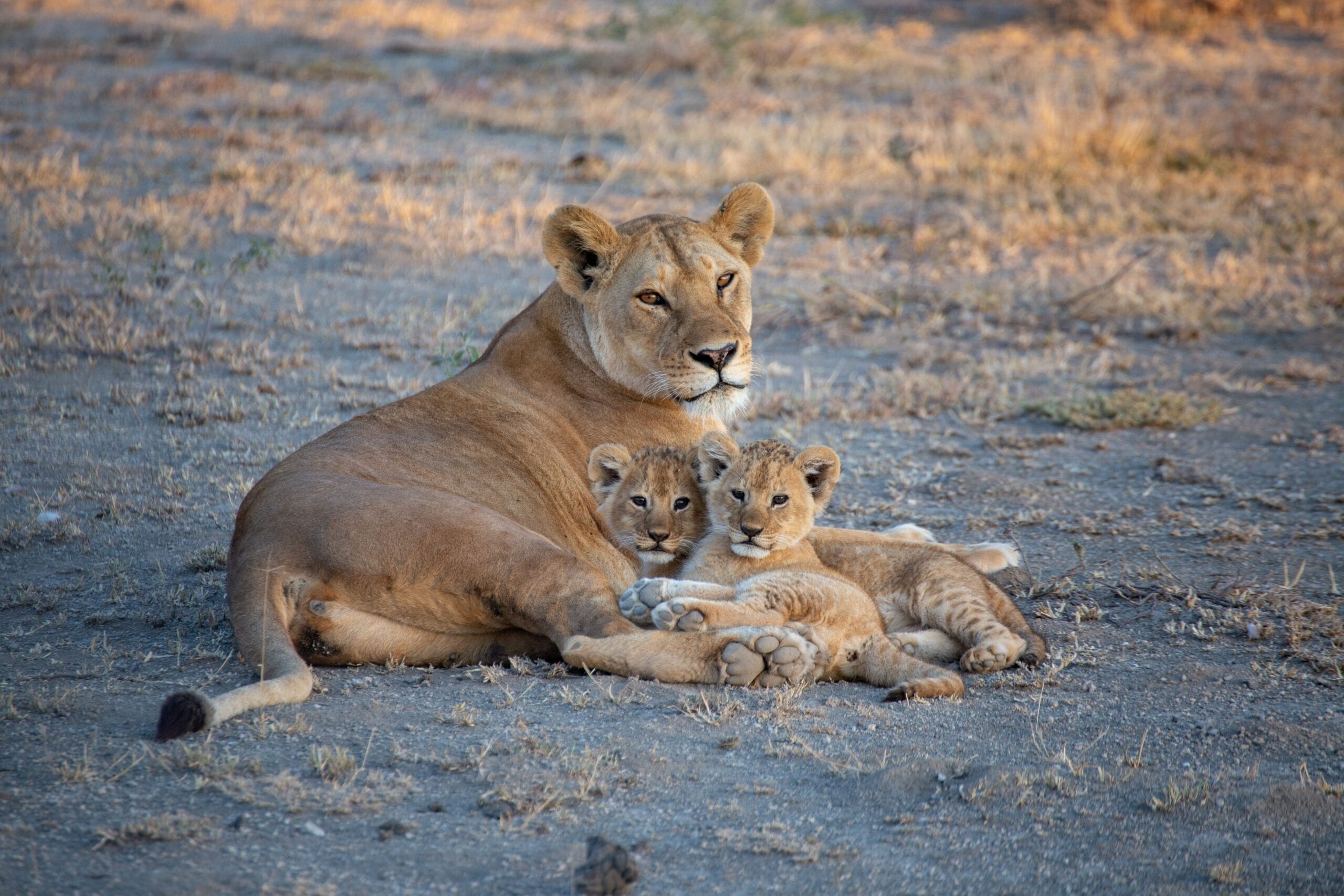 Kenia Safari y Relax